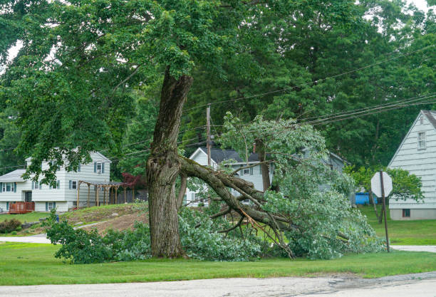 Best Tree Risk Assessment  in Pierce City, MO