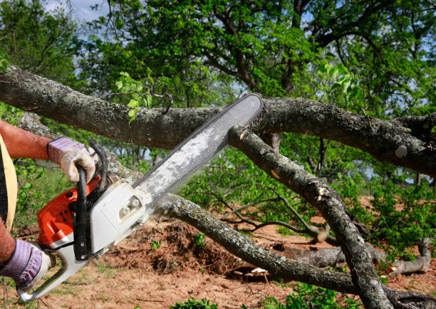 Best Utility Line Clearance  in Pierce City, MO